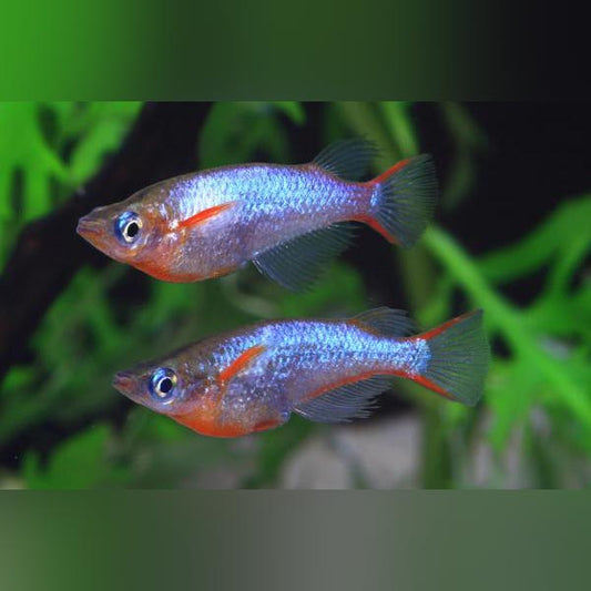 Ricefish Blue-Eye Daisy
