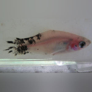 Platy Dalmatian