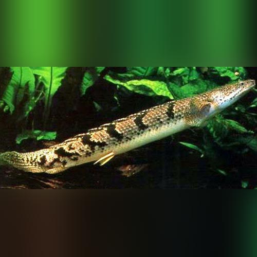 Bichir Delhizi