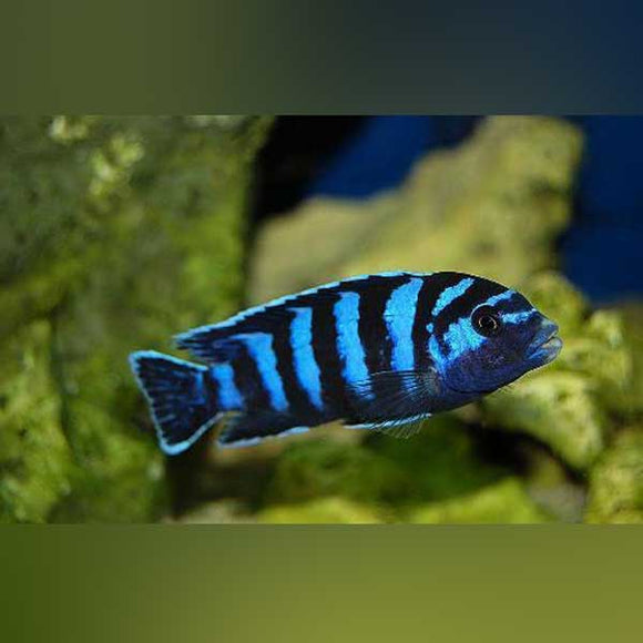 Cichlid Demasoni