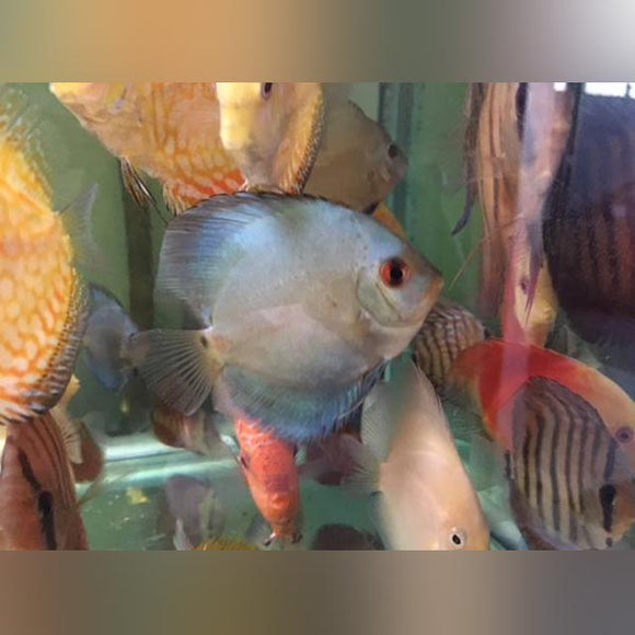 Discus Blue Diamond