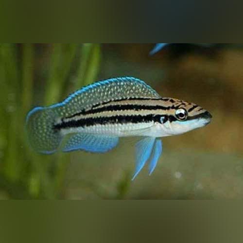 Cichlid Julidochromis Dickfeld