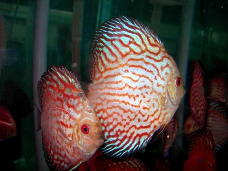 Pigeon Blood Discus