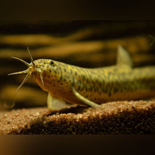 Loach Dojo