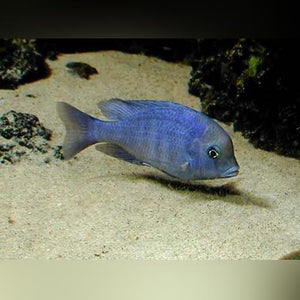Cichlid Dolphin