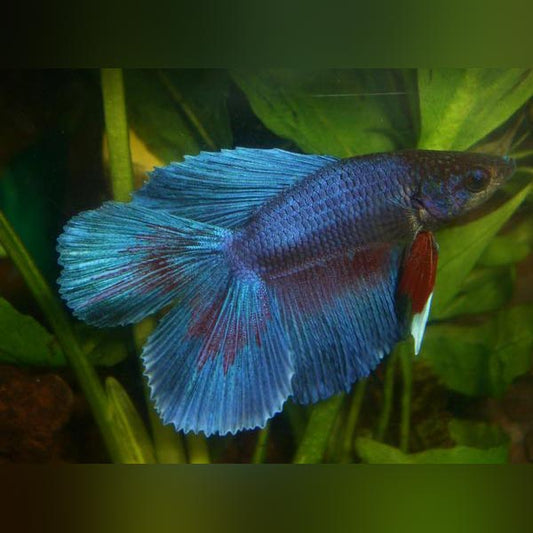 Betta Double Tail Male