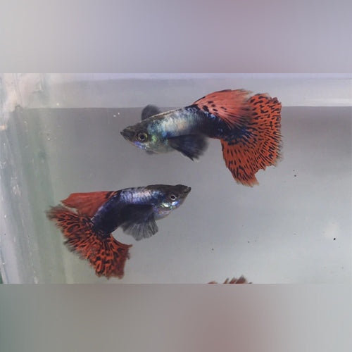 Guppy Dumbo Ear Male