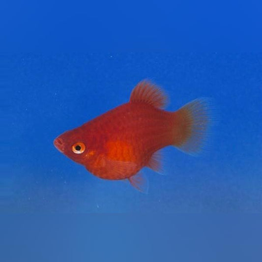 Platy Dwarf Coral Red
