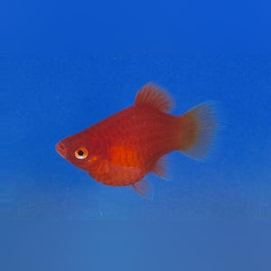 Platy Dwarf Coral Red