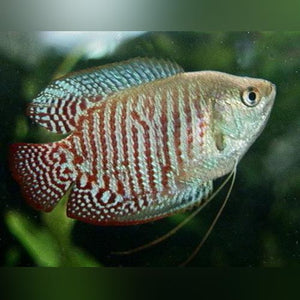 Gourami Dwarf Male