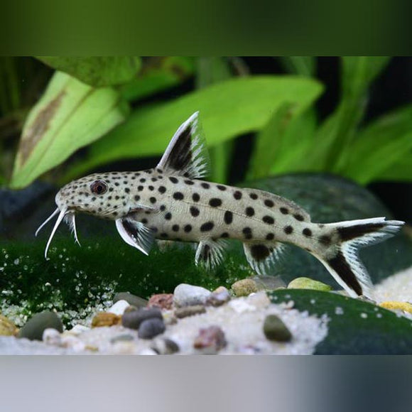 Synodontis Catfish Petricola