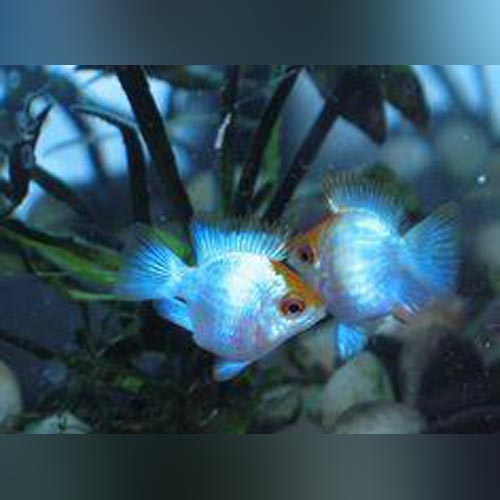 Ram Electric Blue Balloon