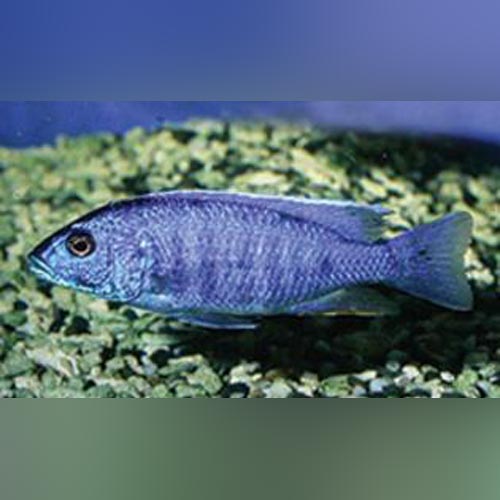 Cichlid Acara Electric Blue