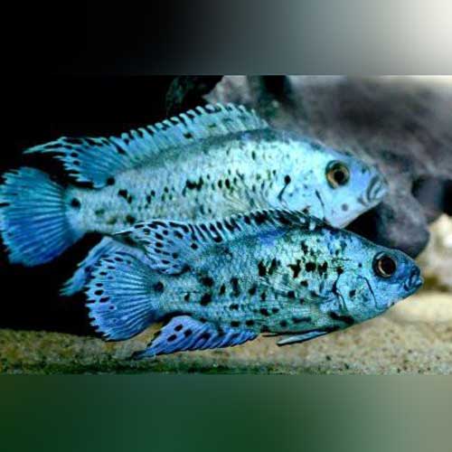 Cichlid Jack Dempsey