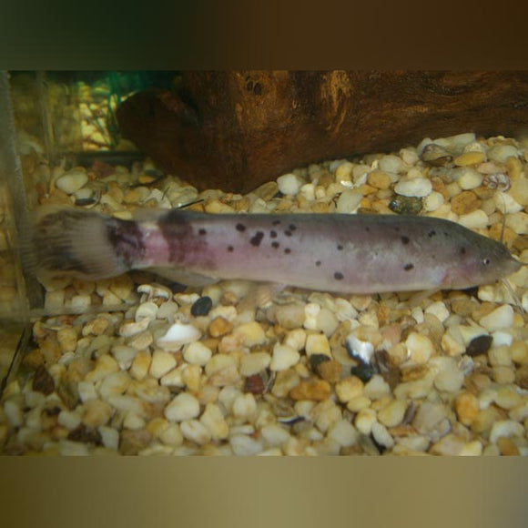 Catfish Electric