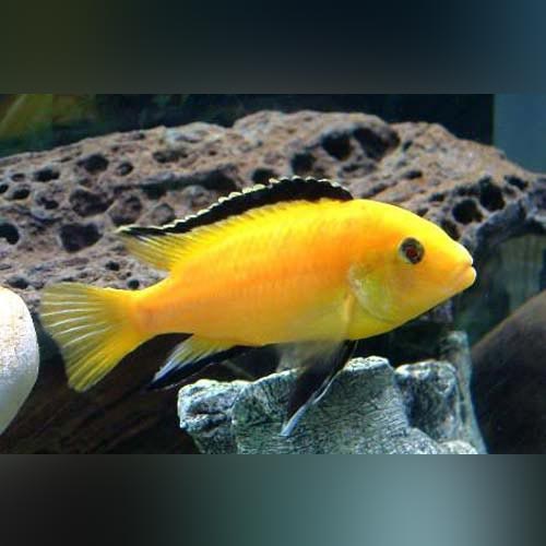 Cichlid Electric Yellow