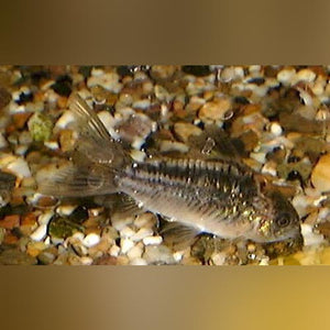 Cory Elegans