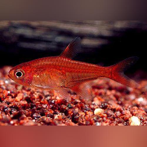 Tetra Ember