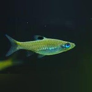 Rasbora Emerald Eye
