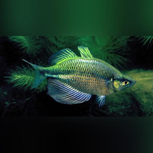 Rainbowfish Emerald