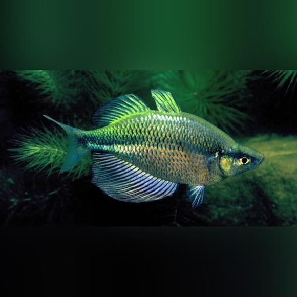 Rainbowfish Emerald