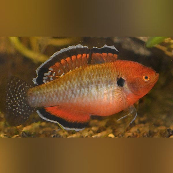 Goby Empire Gudgeon