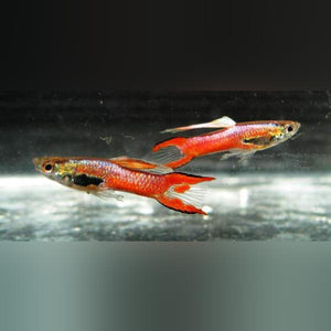 Endler Shocking Pink - Male