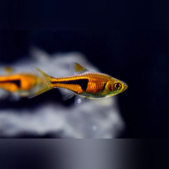Rasbora Espei