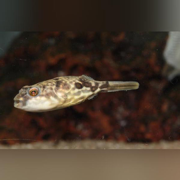 Puffer Fahaka