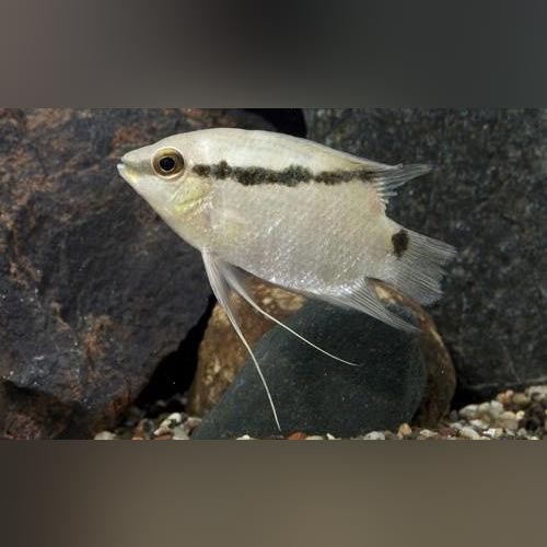 Cichlid Festivus
