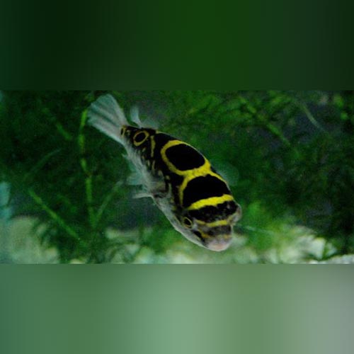 Puffer Figure 8