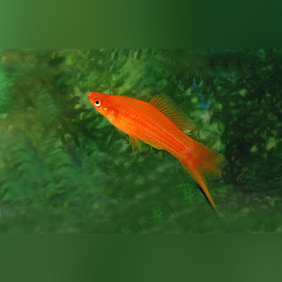 Swordtail Red