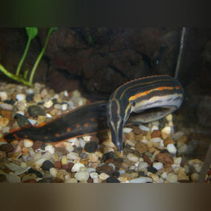 Eel Fire