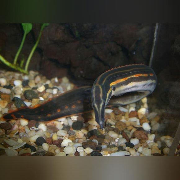 Eel Fire