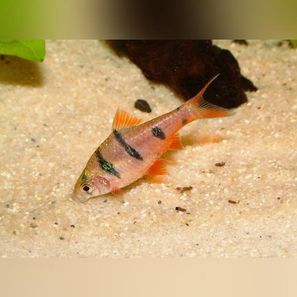 Barb Penta Five Banded