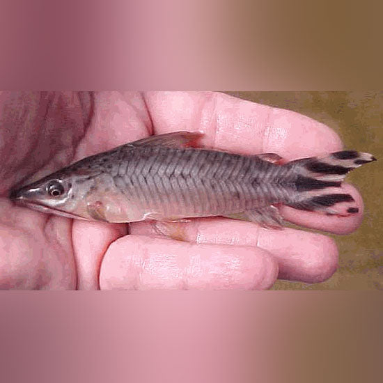 Catfish Flagtail Porthole