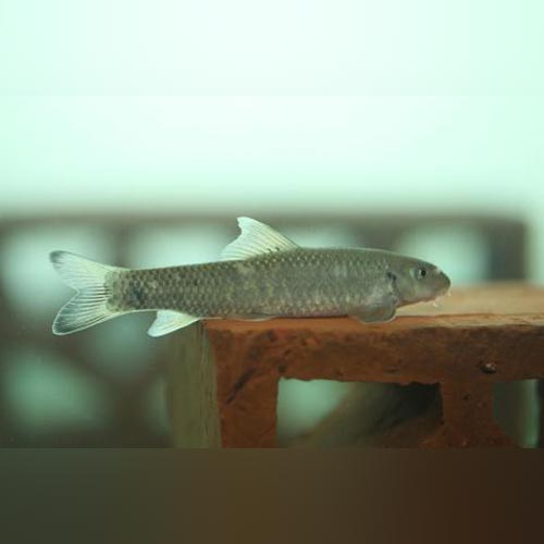 Goby Turkish Foot Cleaner