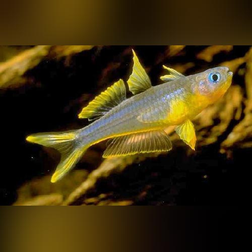 Rainbowfish Forktail