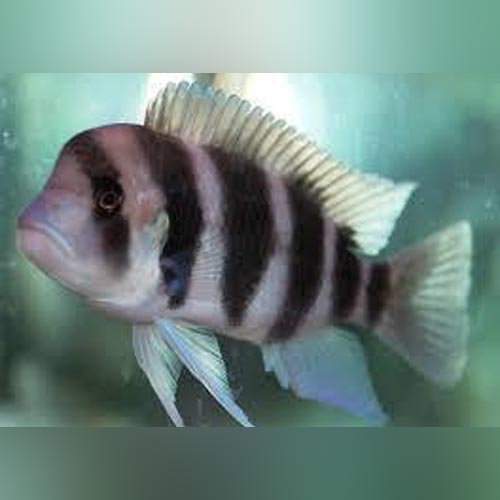 Cichlid Frontosa Red