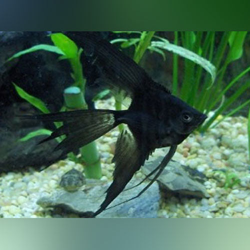Angelfish Full Black Veil