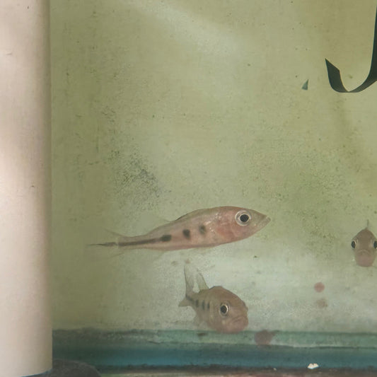 Cichlid Peacock Bass Ocellaris