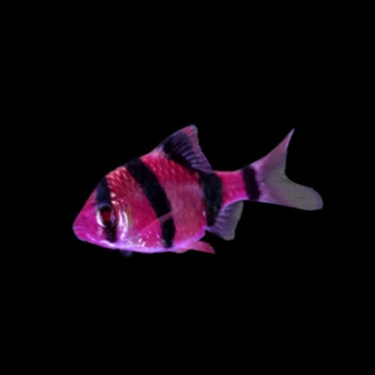 GloFish Barb Purple