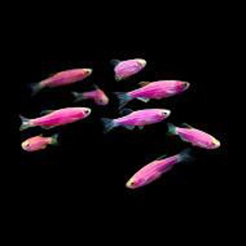GloFish Danio Purple