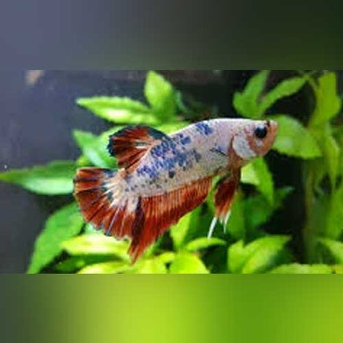 Koi Galaxy Male Betta