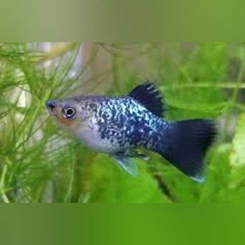 Platy Galaxy