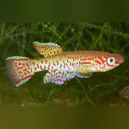 Killifish Gardneri