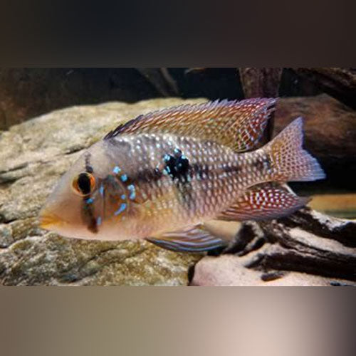 Cichlid Geophagus Braziliansis