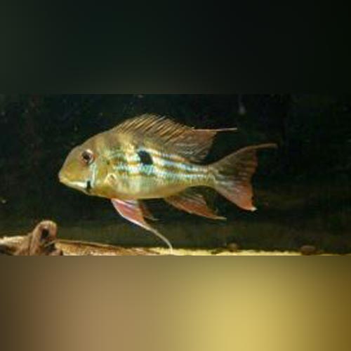 Cichlid Geophagus Winemilleri