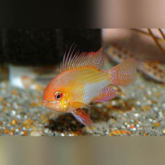 Ram German Gold