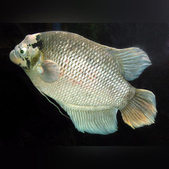 Gourami Giant